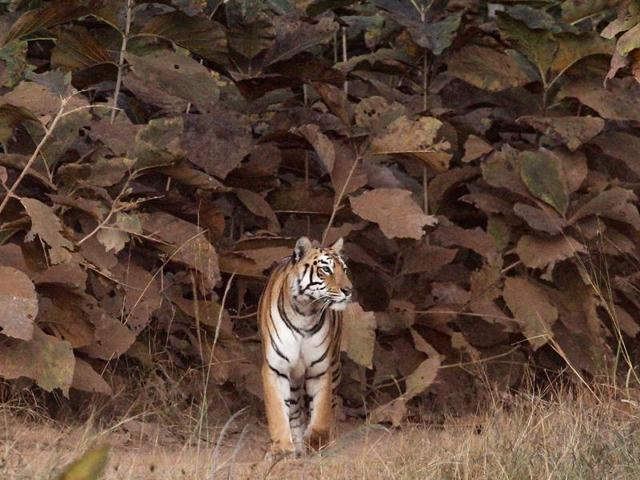 International Tiger Day is held annually on July 29 to give worldwide attention to the reservation of tigers. The day is dedicated to both raising awareness day and as a celebration. (Santosh Harhare/HT PHOTO) International Tiger Day is held annually on July 29 to give worldwide attention to the reservation of tigers. The day is dedicated to both raising awareness day and as a celebration. (Santosh Harhare/HT PHOTO)