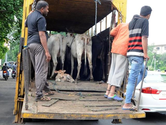 Stray cows seized by the Bhopal Municipal Corporation in Shivaji Nagar area on Thursday.(Praveen Bajpai/HT photo) Stray cows seized by the Bhopal Municipal Corporation in Shivaji Nagar area on Thursday.(Praveen Bajpai/HT photo)
