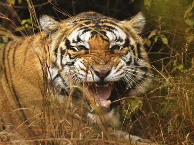 Hear me roar: A tiger lets out a growl, after being released by forest officials at the Panna Tiger Sanctuary, India on Thursday. India is home to 70 per cent of the world’s tiger population. (GURINDER OSAN/HT PHOTO) Hear me roar: A tiger lets out a growl, after being released by forest officials at the Panna Tiger Sanctuary, India on Thursday. India is home to 70 per cent of the world’s tiger population. (GURINDER OSAN/HT PHOTO)