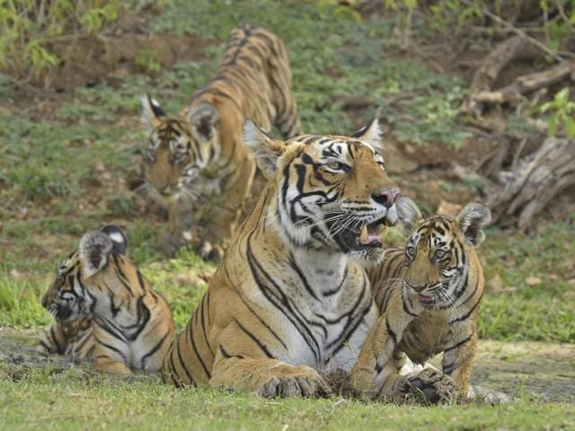 Discovery - Happy #TigerTuesday! 🐅“This photo of a 3-month-old tiger cub  with its mother was taken at the Tipeshwar Wildlife Sanctuary, on the  border of Maharashtra, a state in India. Tiger cubs