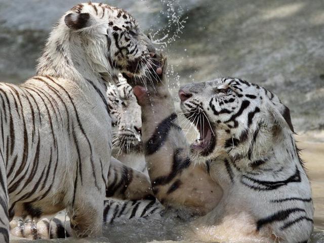 In a playful mood: The number of wild tigers has gone up globally by 22 per cent to 3,890, from the earlier 2010 estimate of 3200. (Gurinder Osan/HT PHOTO) In a playful mood: The number of wild tigers has gone up globally by 22 per cent to 3,890, from the earlier 2010 estimate of 3200. (Gurinder Osan/HT PHOTO)