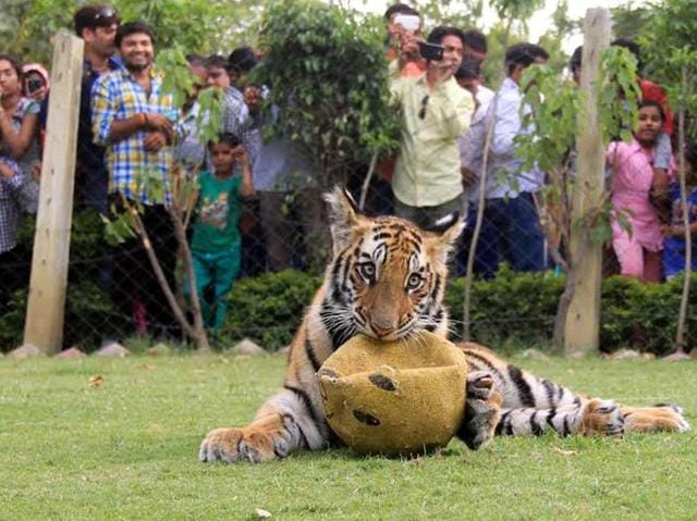 Away from the papparazzi: Most of us have only seen tigers within the confines of a zoo, but the goal of Tiger Day is to promote the protection and expansion of the habitat of wild tigers. (ARUN MONDHE/HT PHOTO) Away from the papparazzi: Most of us have only seen tigers within the confines of a zoo, but the goal of Tiger Day is to promote the protection and expansion of the habitat of wild tigers. (ARUN MONDHE/HT PHOTO)
