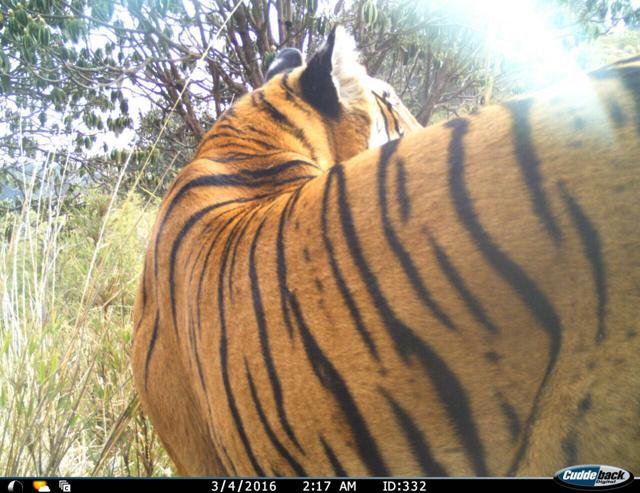 One of the pictures showing the tiger that was spotted in March (Uttarakhand forest department)