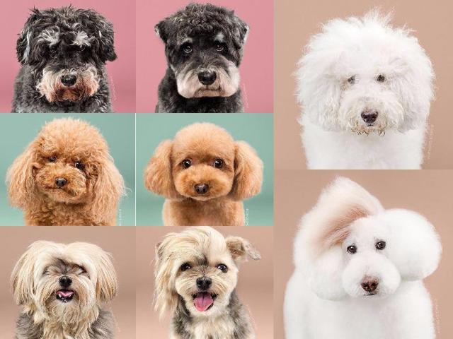 Prepare yourself for cuteness overload because your day is about to get a little brighter courtesy of a pet photographer. (Instagram) Prepare yourself for cuteness overload because your day is about to get a little brighter courtesy of a pet photographer. (Instagram)