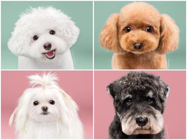 The Internet is full of human makeovers — they’ve even got their own dedicated day on Instagram — but animal transformations are few and far between. But one LA-based pet photographer, Grace Chon, documented eight pooches before and after a trip to the groomers. And the results? They’re “cute on steroids,” Chon wrote on Bored Panda, and it’s hard to disagree. Proof ahead. (Instagram) The Internet is full of human makeovers — they’ve even got their own dedicated day on Instagram — but animal transformations are few and far between. But one LA-based pet photographer, Grace Chon, documented eight pooches before and after a trip to the groomers. And the results? They’re “cute on steroids,” Chon wrote on Bored Panda, and it’s hard to disagree. Proof ahead. (Instagram)