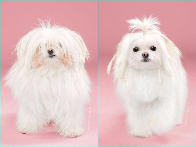 Yuki before: We’ve got one question. Where is the dog? Yuki after: That updo (and the mini braids!) reveal the cutest face. (Instagram) Yuki before: We’ve got one question. Where is the dog? Yuki after: That updo (and the mini braids!) reveal the cutest face. (Instagram)