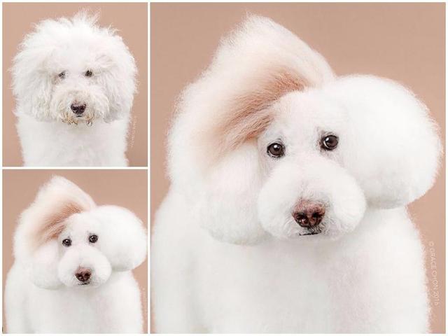 Athena before: If this pooch looks kind of grouchy, it’s because she was 17-years-old at the time of the shoot. That’s 119 (!) in human years. Athena after: Those shears definitely take the years off. And did she get highlights?! (Instagram) Athena before: If this pooch looks kind of grouchy, it’s because she was 17-years-old at the time of the shoot. That’s 119 (!) in human years. Athena after: Those shears definitely take the years off. And did she get highlights?! (Instagram)