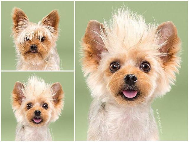 Teddy before: Someone clearly hasn’t trimmed those bangs in a while. Teddy after: But spiking them up into a mohawk looks just fine. (Instagram) Teddy before: Someone clearly hasn’t trimmed those bangs in a while. Teddy after: But spiking them up into a mohawk looks just fine. (Instagram)