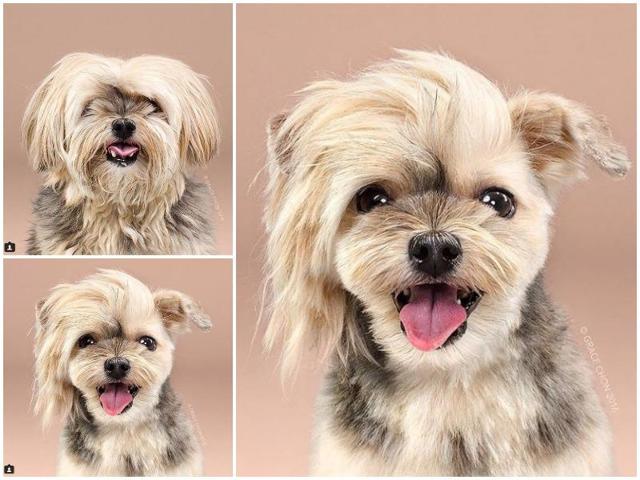 Rocco before: This dog looks like a combover gone wrong. Rocco after: Asymmetrical haircuts are so hot right now. (Instagram) Rocco before: This dog looks like a combover gone wrong. Rocco after: Asymmetrical haircuts are so hot right now. (Instagram)