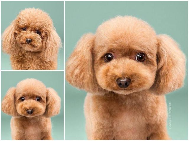 Biggie smalls before: The frizz is strong with this one. Biggie smalls after: What a munchkin! He’s definitely more small than big now. (Instagram) Biggie smalls before: The frizz is strong with this one. Biggie smalls after: What a munchkin! He’s definitely more small than big now. (Instagram)