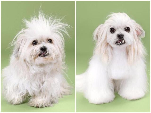 Lana before: Lana looks more “troll” than “dog” but there’s definitely a cutie hiding under all of that hair. Lana after: Someone get this dog an agent because she’s going to be a star. (Instagram) Lana before: Lana looks more “troll” than “dog” but there’s definitely a cutie hiding under all of that hair. Lana after: Someone get this dog an agent because she’s going to be a star. (Instagram)