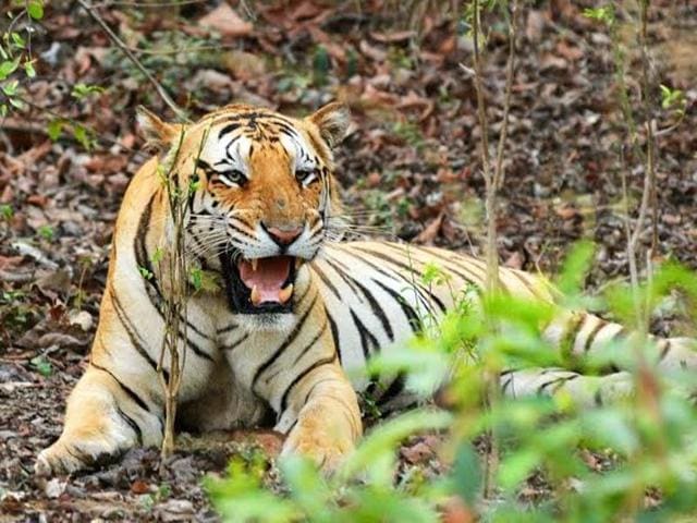 Jai, the seven-year-old tiger went missing from Umred Karhandla Wildlife Sanctuary near Nagpur on April 19. (HT Photo) Jai, the seven-year-old tiger went missing from Umred Karhandla Wildlife Sanctuary near Nagpur on April 19. (HT Photo)
