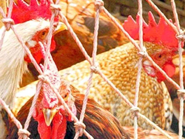 According to the Animal Welfare Board of India, hens were kept in overcrowded wire-cages that have little room for movement.(Representative photo) According to the Animal Welfare Board of India, hens were kept in overcrowded wire-cages that have little room for movement.(Representative photo)