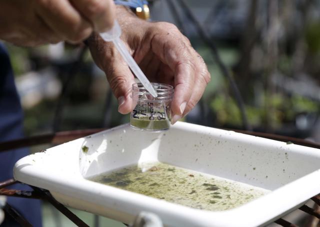 In this June 28, 2016, file photo, Evaristo Miqueli, a natural resources officer with Broward County Mosquito Control, takes water samples decanted from a watering jug, checking for the presence of mosquito larvae in Pembroke Pines, Fla. (AP file photo)