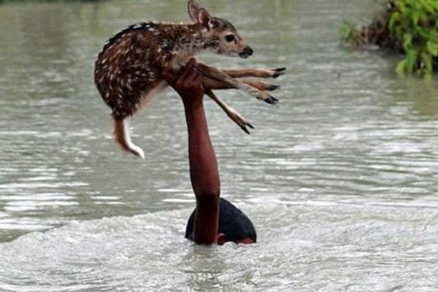 This photograph of Belal, a young man rescuing a fawn, was taken by wildlife photographer Hasibul Wahab during the Noakhali floods in Bangladesh, and distributed in 2014. The photograph was included in the Assam government’s flood report submitted to Union home minister, Rajnath Singh. (Facebook) This photograph of Belal, a young man rescuing a fawn, was taken by wildlife photographer Hasibul Wahab during the Noakhali floods in Bangladesh, and distributed in 2014. The photograph was included in the Assam government’s flood report submitted to Union home minister, Rajnath Singh. (Facebook)