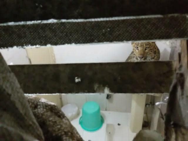 The big cat did not attack the couple and instead, took refuge in the bathroom. The big cat did not attack the couple and instead, took refuge in the bathroom.