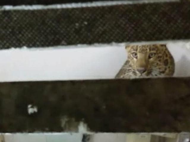 A couple on their honeymoon got the shock of their lives when a leopard broke into their hotel room in Nainital early Sunday.(HT photo)