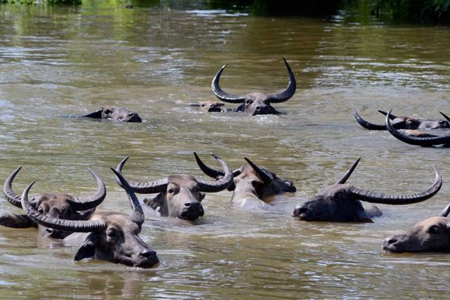 Wild buffaloes swim through flood waters in the inundated Kaziranga National Park near Guwahati, Assam. (PTI) Wild buffaloes swim through flood waters in the inundated Kaziranga National Park near Guwahati, Assam. (PTI)