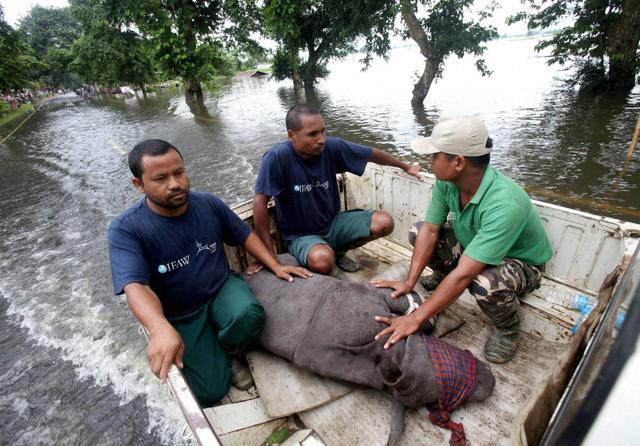An infant rhino calf which was struggling in the flood water, is rescued from Sildubi area of Bagori forest range of Kaziranga by wildlife rescuers and Kaziranga forest staff. (PTI) An infant rhino calf which was struggling in the flood water, is rescued from Sildubi area of Bagori forest range of Kaziranga by wildlife rescuers and Kaziranga forest staff. (PTI)