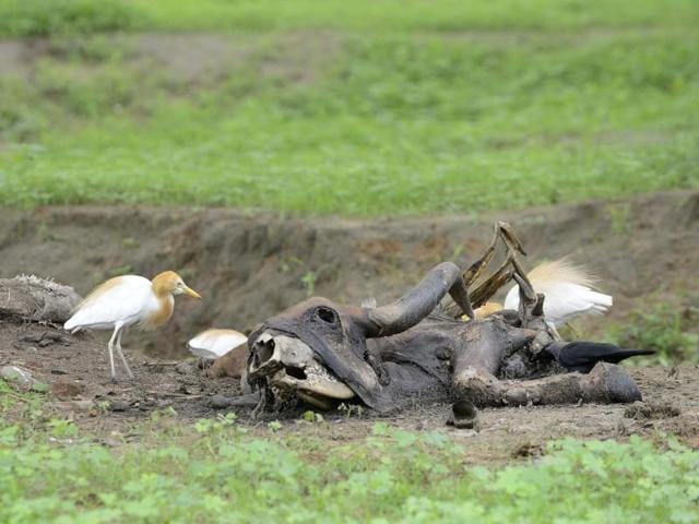 Birds feast upon the carcass of a cow on the outskirts of Bhuvaldi village of Ahmedabad district on Friday.(AFP)