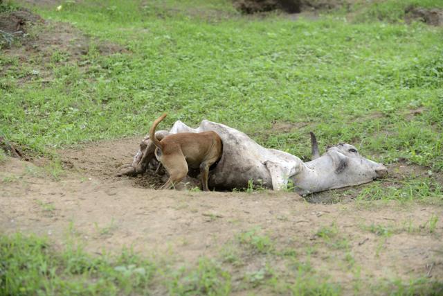 An Indian stray dog feasts upon a dead cow on the outskirts of Bhuvaldi village of Ahmedabad district on Friday. (AFP)