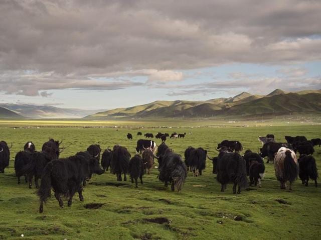 Yaks walk on the grasslands of the Tibetan Plateau in the Yushu Tibetan Autonomous Prefecture of Qinghai province. (AFP) Yaks walk on the grasslands of the Tibetan Plateau in the Yushu Tibetan Autonomous Prefecture of Qinghai province. (AFP)