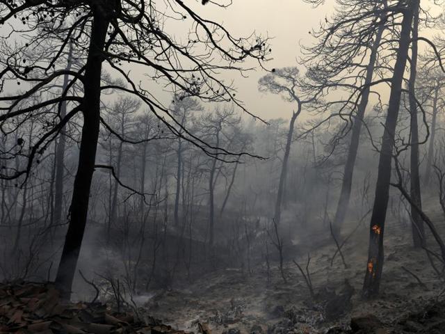 Fire burns trees at the village of Limni on the island of Evia. (AP Photo) Fire burns trees at the village of Limni on the island of Evia. (AP Photo)