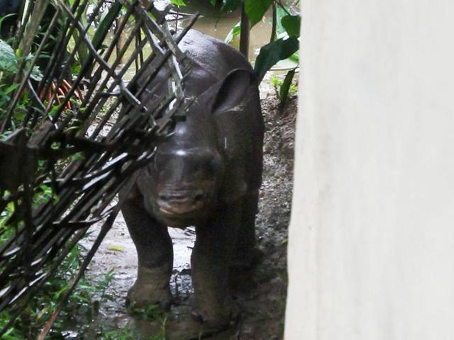 PTI has quoted forest officials as saying that out of the nine rhinos rescued, eight are currently undergoing treatment at CWRC, Borjuri and one was released instantly. (CWRC-IFAW-WTI) PTI has quoted forest officials as saying that out of the nine rhinos rescued, eight are currently undergoing treatment at CWRC, Borjuri and one was released instantly. (CWRC-IFAW-WTI)