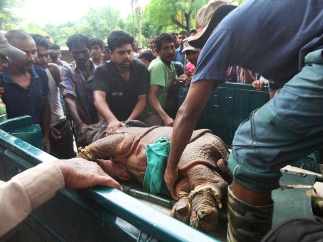 Forest officials evacuate a rhino rescued from flooded Kaziranga National Park in Assam. (CWRC-IFAW-WTI) Forest officials evacuate a rhino rescued from flooded Kaziranga National Park in Assam. (CWRC-IFAW-WTI)