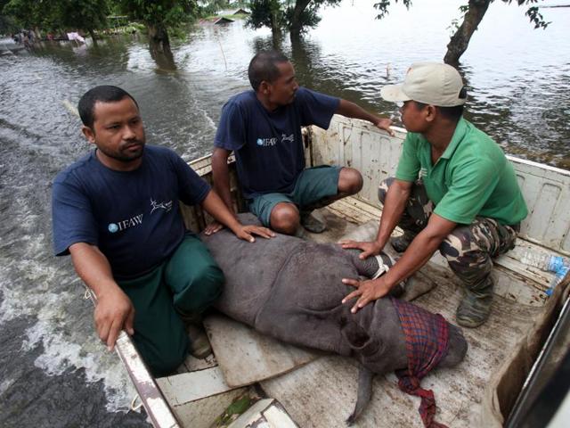 Wildlife workers with a rescued rhino calf in Kaziranga. (CWRC-IFAW-WTI) Wildlife workers with a rescued rhino calf in Kaziranga. (CWRC-IFAW-WTI)