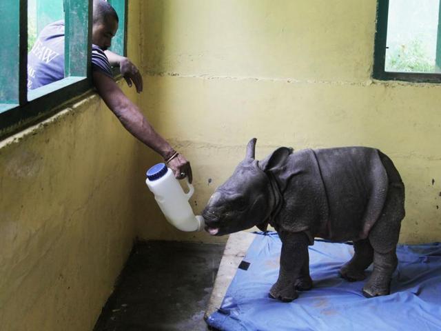 A wildlife worker feeds a baby rhino at an animal nursery. (CWRC-IFAW-WTI) A wildlife worker feeds a baby rhino at an animal nursery. (CWRC-IFAW-WTI)