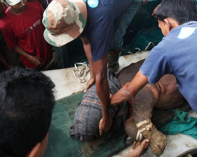 Wildlife workers with a rescued rhino at Kaziranga. Forest officials say that around 106 animals were rescued during the floods with help from local residents. (CWRC-IFAW-WTI) Wildlife workers with a rescued rhino at Kaziranga. Forest officials say that around 106 animals were rescued during the floods with help from local residents. (CWRC-IFAW-WTI)