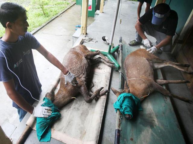 Wildlife workers with rescued animals. PTI quoted forest officials as saying 310 animals, including 221 hog deer and 21 one-horned rhinos, in Kaziranga National Park (KNP) lost their lives due to the devastating Assam floods. (CWRC-IFAW-WTI) Wildlife workers with rescued animals. PTI quoted forest officials as saying 310 animals, including 221 hog deer and 21 one-horned rhinos, in Kaziranga National Park (KNP) lost their lives due to the devastating Assam floods. (CWRC-IFAW-WTI)