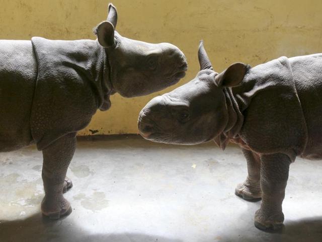 Two rescued baby rhinos at an animal nursery. (CWRC-IFAW-WTI) Two rescued baby rhinos at an animal nursery. (CWRC-IFAW-WTI)