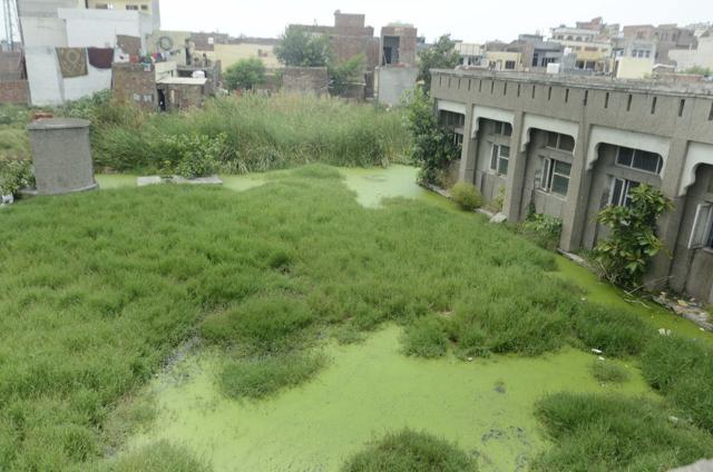 Wild growth, algae and mosquito larvae thriving in stagnant water surrounding the hospital. (Sameer Sehgal/HT Photo)