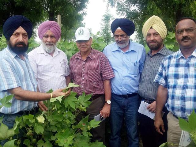 A central team of experts inspecting cotton crop at a field in Bathinda on Tuesday. (HT Photo) A central team of experts inspecting cotton crop at a field in Bathinda on Tuesday. (HT Photo)