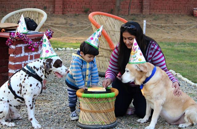 For birthdays, special cakes are also arranged, made specifically for the pooches. (HT Photos) For birthdays, special cakes are also arranged, made specifically for the pooches. (HT Photos)