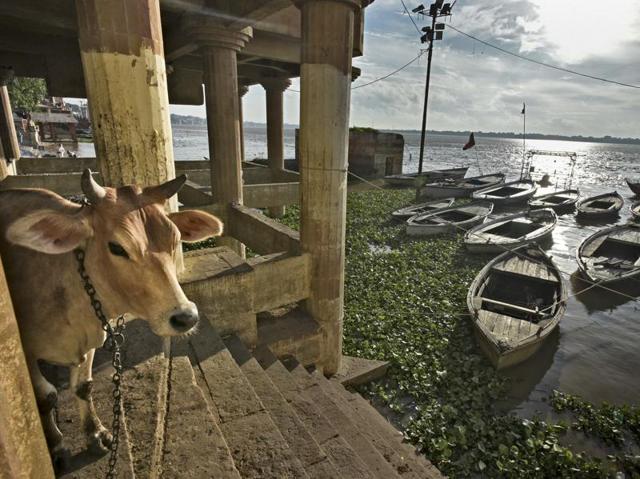 A cow stands in Harishchandra Ghat bordering River Ganga in Varanasi which is clogged by hyacinth plants, on Wednesday. Restoring the holy river to its past glory had remained on the government’s backburner as removing the dirt would have hurt the vote-bank of around 400 million Indians who live in the river basin. (Ravi Choudhary/HT PHOTO)