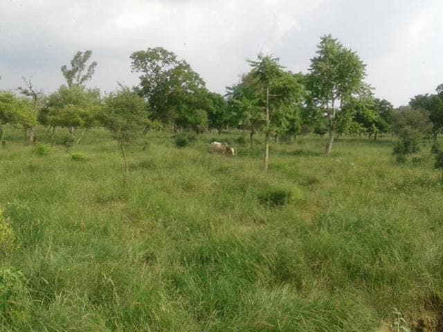 The Gurdialpura wildlife sanctuary near Samana near Patiala on Tuesday.(HT Photo)