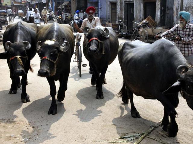 Existence of 150 dairies in the city is the main reason behind frequent choking of sewers. (HT Photo) Existence of 150 dairies in the city is the main reason behind frequent choking of sewers. (HT Photo)