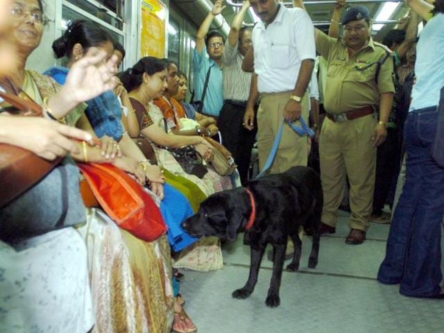 A police sniffer dog inspects commuters as they travel on an underground train in Kolkata. (AFP) A police sniffer dog inspects commuters as they travel on an underground train in Kolkata. (AFP)