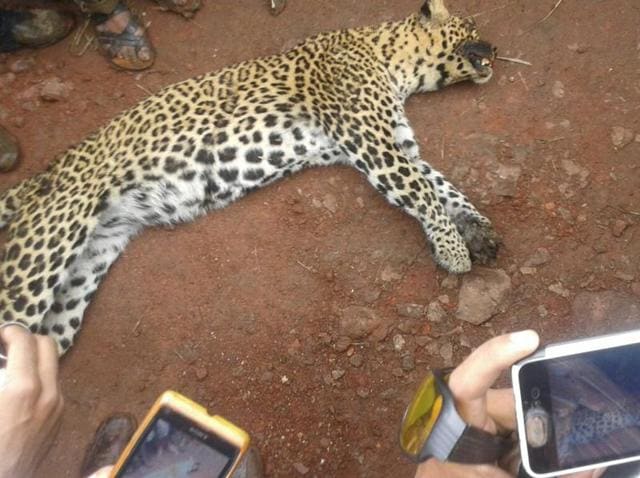 Villagers click photos of the carcass of a leopardess on their mobile phones in Karad in Satara district (HT Photo) Villagers click photos of the carcass of a leopardess on their mobile phones in Karad in Satara district (HT Photo)