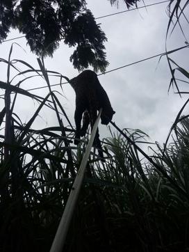 Forest officials try to remove the carcass of the leopardess from the high-tension wire. (HT Photo) Forest officials try to remove the carcass of the leopardess from the high-tension wire. (HT Photo)