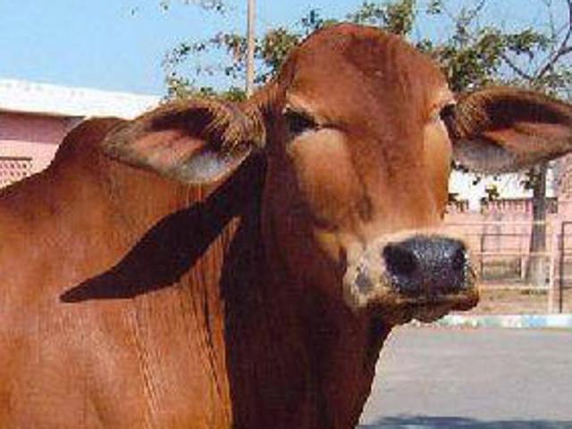 It’s a central government initiative to encourage farmers to prefer indigenous breeds, such as Sahiwal (above over exotic breeds. (Photo: ICAR) It’s a central government initiative to encourage farmers to prefer indigenous breeds, such as Sahiwal (above over exotic breeds. (Photo: ICAR)