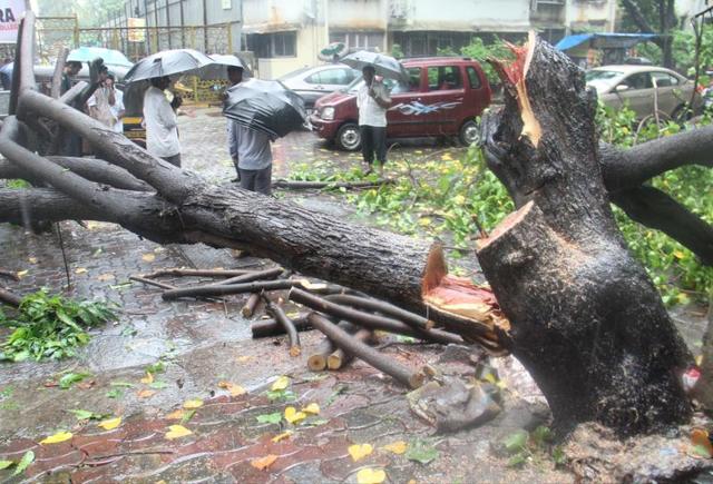 Mumbai, India - 5 Aug. 2016: Tree collapsed at Dr.Ambedkar Road,Khar  due to heavy rain  on Friday  (Pramod Thakur) 