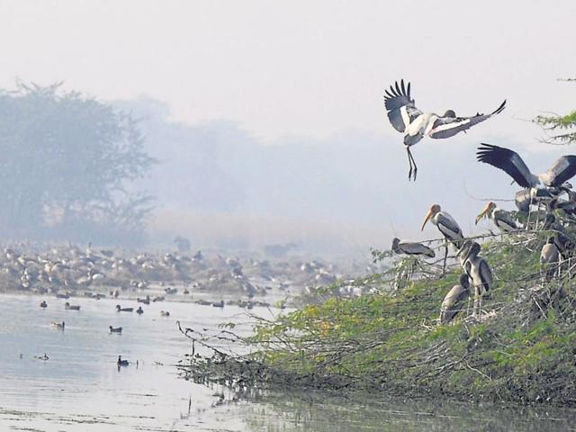 The park usually remains shut for three months — June to August.(Parveen Kumar/HT) The park usually remains shut for three months — June to August.(Parveen Kumar/HT)