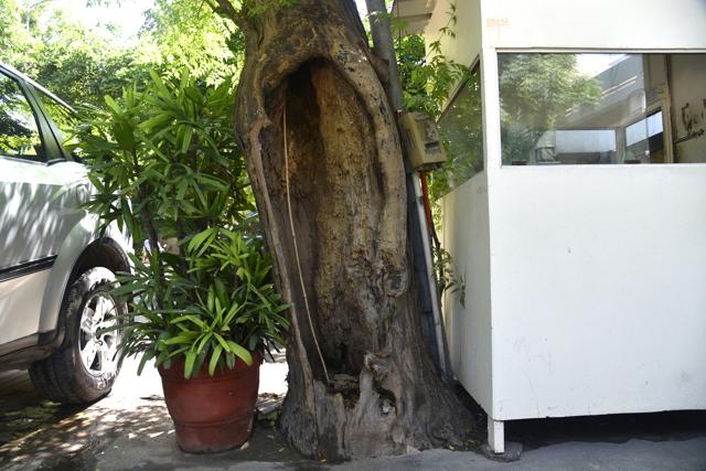 300 trees have fallen prey to dodder in the past two years, according to sources. Trees in Defence Colony, Saket, Green Park and Hauz Khas are the most affected. (S Burmaula / HT Photo) 300 trees have fallen prey to dodder in the past two years, according to sources. Trees in Defence Colony, Saket, Green Park and Hauz Khas are the most affected. (S Burmaula / HT Photo)