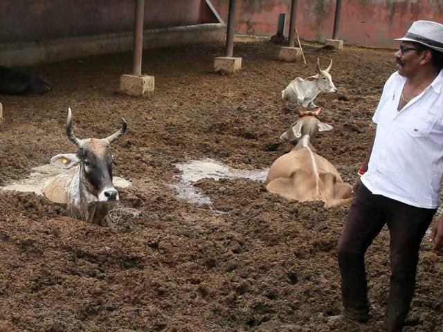 Anti-Corruption Bureau officials and volunteers try to rescue a cow entrenched in the quicksand-like mud at JMC-run Hingoniya cow rehabilitation centre in Jaipur.(Himanshu Vyas/HT Photo)