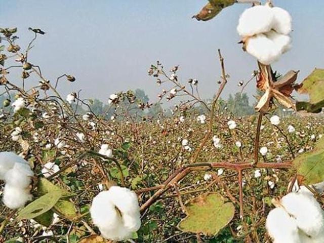 Referring to ploughing up of cotton fields, he said that there were many factors responsible for the same like fear among farmers due to last year’s attack. (HT File Photo) Referring to ploughing up of cotton fields, he said that there were many factors responsible for the same like fear among farmers due to last year’s attack. (HT File Photo)