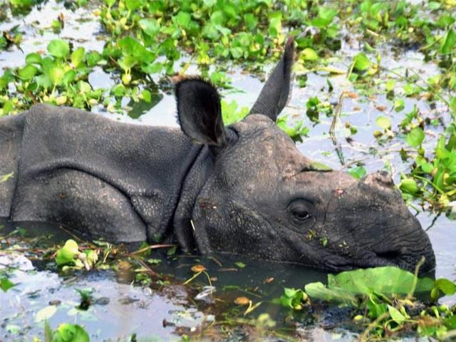 A young one-horned rhino trying to rise above water on the national highway from the flooded grassland in Kothari village near Kaziranga National Park in Nagaon district of Assam. (PTI) A young one-horned rhino trying to rise above water on the national highway from the flooded grassland in Kothari village near Kaziranga National Park in Nagaon district of Assam. (PTI)